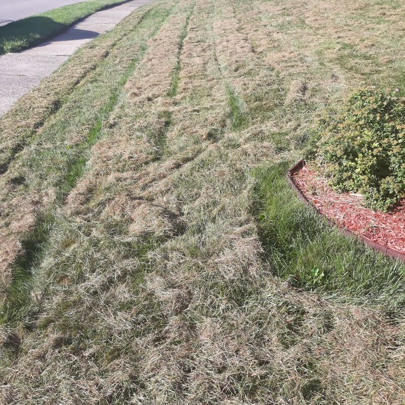 Dethatched yard showing dead grass that was pulled over the healthy grass