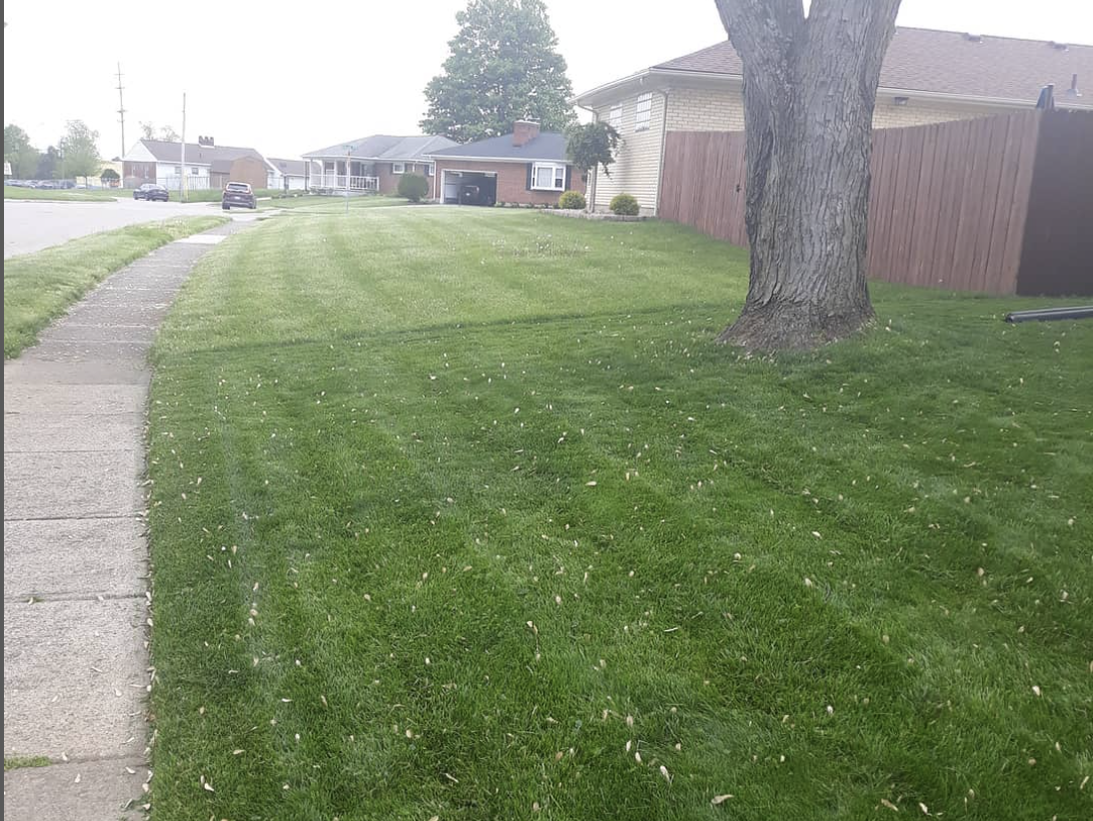 Freshly mowed lawn that uses premium grass seed. Showing contrast between a healthy green yard, and the neighbors unhealthy yard.